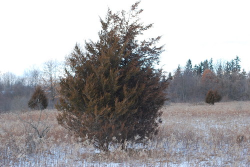 eastern redcedar in field.JPG